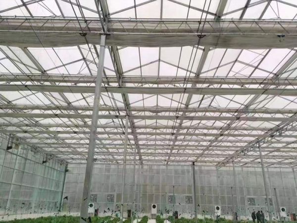 陽光板溫室大棚