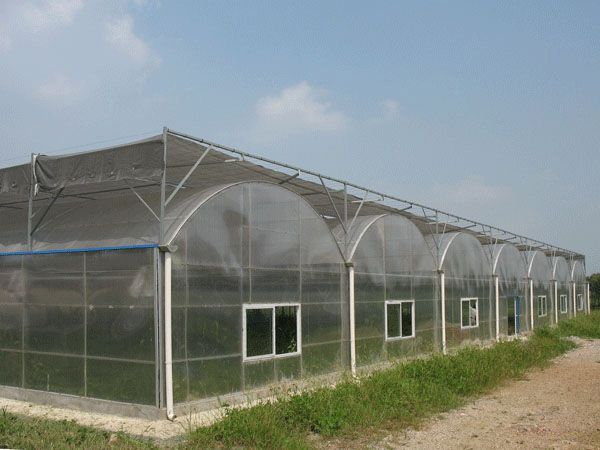 陽光板溫室大棚